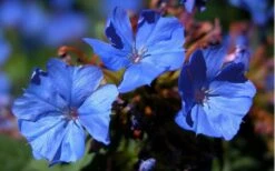 Hardy Blue Plumbago - Ceratostigma Plumbaginoides - 10 Pack Of Pint Pots -SHRUBS and BUSHES Shop plumbago hardy blue perennial