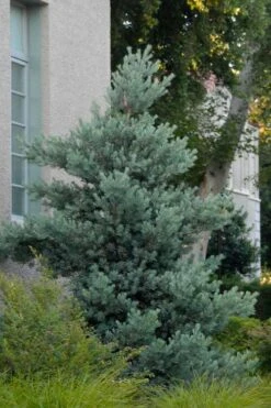 Blue Podocarpus Yew - 7 Gallon Pot 13 Blue Podocarpus Yew - 7 Gallon Pot -SHRUBS and BUSHES Shop podocarpus elongatus blue podocarpus 1