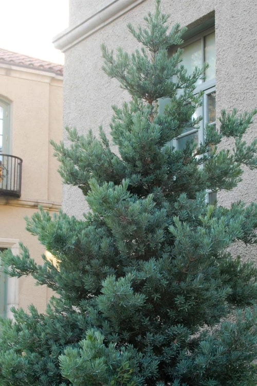 Blue Podocarpus Yew - 7 Gallon Pot 3 Blue Podocarpus Yew - 7 Gallon Pot