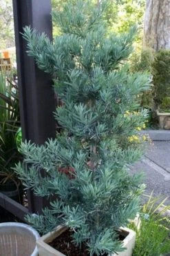 Blue Podocarpus Yew - 7 Gallon Pot 15 Blue Podocarpus Yew - 7 Gallon Pot -SHRUBS and BUSHES Shop podocarpus elongatus blue podocarpus 4