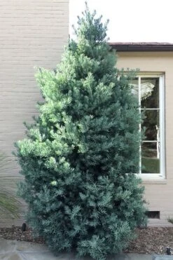 Blue Podocarpus Yew - 7 Gallon Pot 12 Blue Podocarpus Yew - 7 Gallon Pot -SHRUBS and BUSHES Shop podocarpus elongatus blue podocarpus 5