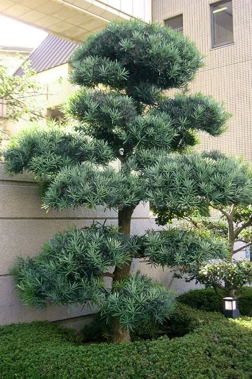 Blue Podocarpus Yew - 7 Gallon Pot 8 Blue Podocarpus Yew - 7 Gallon Pot - Image 6