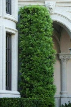 Podocarpus Macrophyllus Upright Yew - 7 Gallon Pot (3-4') 14 Podocarpus Macrophyllus Upright Yew - 7 Gallon Pot (3-4') -SHRUBS and BUSHES Shop podocarpus macrophyllus upright yew 104