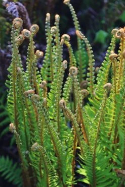 Western Sword Fern (Polystichum Munitum) - 1 Gallon Pot -SHRUBS and BUSHES Shop polystichum munitum western sword fern 10