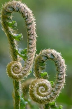 Western Sword Fern (Polystichum Munitum) - 1 Gallon Pot -SHRUBS and BUSHES Shop polystichum munitum western sword fern 2