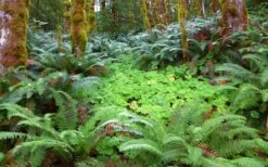 Western Sword Fern (Polystichum Munitum) - 1 Gallon Pot -SHRUBS and BUSHES Shop polystichum munitum western sword fern 20