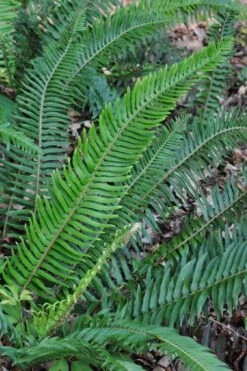 Western Sword Fern (Polystichum Munitum) - 1 Gallon Pot -SHRUBS and BUSHES Shop polystichum munitum western sword fern 5