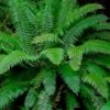 Western Sword Fern (Polystichum Munitum) - 1 Gallon Pot -SHRUBS and BUSHES Shop polystichum munitum western sword fern 7