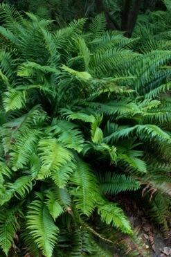 Western Sword Fern (Polystichum Munitum) - 1 Gallon Pot -SHRUBS and BUSHES Shop polystichum munitum western sword fern 8