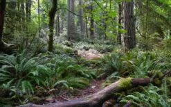 Western Sword Fern (Polystichum Munitum) - 1 Gallon Pot -SHRUBS and BUSHES Shop polystichum munitum western sword fern 9