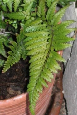 Korean Rock Fern - 1 Gallon Pot -SHRUBS and BUSHES Shop polystichum tsus simense korean rock fern 1 1