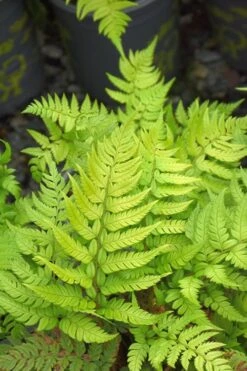 Korean Rock Fern - 6 Pack Of 1 Gallon Pots -SHRUBS and BUSHES Shop polystichum tsus simense korean rock fern 4