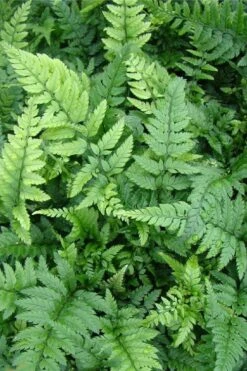 Korean Rock Fern - 6 Pack Of 1 Gallon Pots -SHRUBS and BUSHES Shop polystichum tsus simense korean rock fern 5