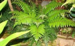 Korean Rock Fern - 1 Gallon Pot -SHRUBS and BUSHES Shop polystichum tsus simense korean rock fern 6 1