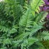 Korean Rock Fern - 6 Pack Of 1 Gallon Pots -SHRUBS and BUSHES Shop polystichum tsus simense korean rock fern 8