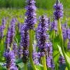 Heartleaf Purple Pickerel Weed (Pontaderia Cordata) - 6 Pack Of 1 Gallon Pot -SHRUBS and BUSHES Shop pontaderia cordata pickerel weed 20