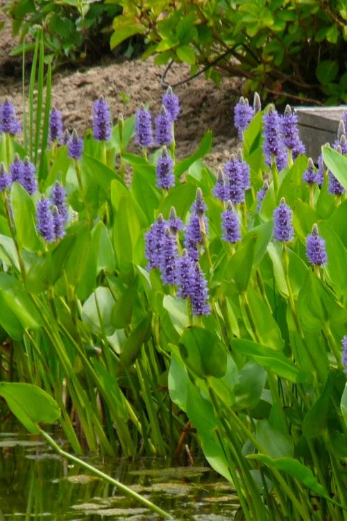 Heartleaf Purple Pickerel Weed (Pontaderia Cordata) - 6 Pack Of 1 Gallon Pot 7 Heartleaf Purple Pickerel Weed (Pontaderia Cordata) - 6 Pack Of 1 Gallon Pot - Image 5