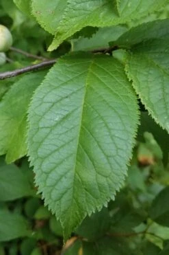 American Wild Plum Tree (Prunus Americana) - 1 Gallon Pot -SHRUBS and BUSHES Shop prunus americana american wild plum tree 10 1