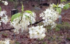 American Wild Plum Tree (Prunus Americana) - 1 Gallon Pot -SHRUBS and BUSHES Shop prunus americana american wild plum tree 11 1