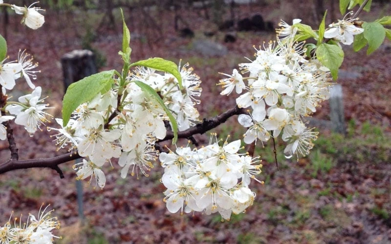 American Wild Plum Tree (Prunus Americana) - 3 Gallon Pot 10 American Wild Plum Tree (Prunus Americana) - 3 Gallon Pot - Image 8