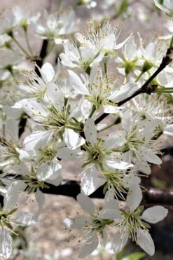 American Wild Plum Tree (Prunus Americana) - 3 Gallon Pot 13 American Wild Plum Tree (Prunus Americana) - 3 Gallon Pot -SHRUBS and BUSHES Shop prunus americana american wild plum tree 5