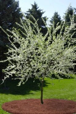 American Wild Plum Tree (Prunus Americana) - 3 Gallon Pot 15 American Wild Plum Tree (Prunus Americana) - 3 Gallon Pot -SHRUBS and BUSHES Shop prunus americana american wild plum tree 9