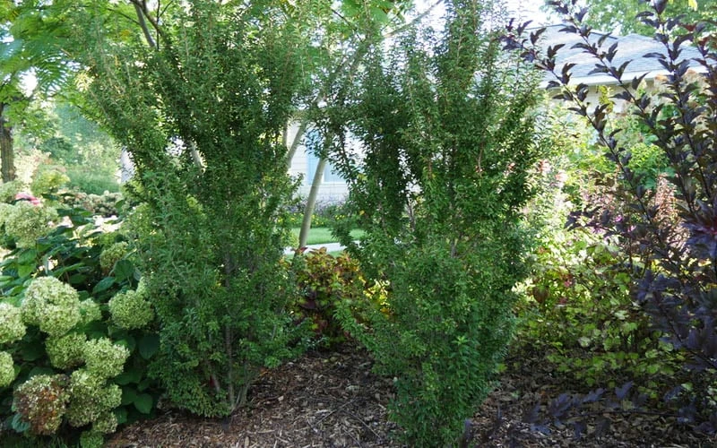 Zuzu Flowering Cherry (Prunus Incisa 'Rinpo') - 3 Gallon Pot 10 Zuzu Flowering Cherry (Prunus Incisa 'Rinpo') - 3 Gallon Pot - Image 8