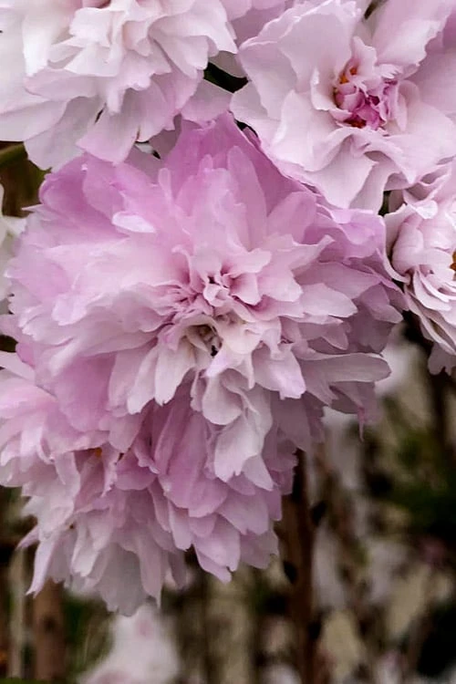 Zuzu Flowering Cherry (Prunus Incisa 'Rinpo') - 3 Gallon Pot 8 Zuzu Flowering Cherry (Prunus Incisa 'Rinpo') - 3 Gallon Pot - Image 6