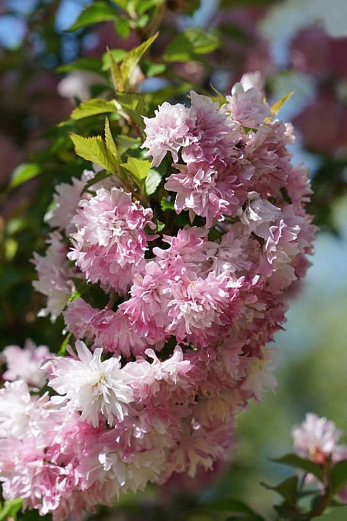 Zuzu Flowering Cherry (Prunus Incisa 'Rinpo') - 3 Gallon Pot 7 Zuzu Flowering Cherry (Prunus Incisa 'Rinpo') - 3 Gallon Pot - Image 5