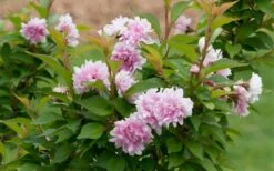 Zuzu Flowering Cherry (Prunus Incisa 'Rinpo') - 5 Gallon Pot -SHRUBS and BUSHES Shop prunus incisa zuzu flowering cherry 6