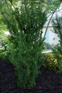 Zuzu Flowering Cherry (Prunus Incisa 'Rinpo') - 5 Gallon Pot -SHRUBS and BUSHES Shop prunus incisa zuzu flowering cherry 7