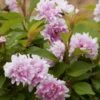Zuzu Flowering Cherry (Prunus Incisa 'Rinpo') - 5 Gallon Pot 1 Zuzu Flowering Cherry (Prunus Incisa 'Rinpo') - 5 Gallon Pot -SHRUBS and BUSHES Shop prunus incisa zuzu flowering cherry 8