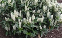 Zabel Laurel (Prunus Laurocersasus 'Zabeliana') - 6 Pack Of 1 Gallon Pots 11 Zabel Laurel (Prunus Laurocersasus 'Zabeliana') - 6 Pack Of 1 Gallon Pots -SHRUBS and BUSHES Shop prunus laurocerasus zabeliana zabel cherry laurel 1