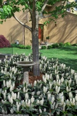 Zabel Laurel (Prunus Laurocersasus 'Zabeliana') - 6 Pack Of 1 Gallon Pots 10 Zabel Laurel (Prunus Laurocersasus 'Zabeliana') - 6 Pack Of 1 Gallon Pots -SHRUBS and BUSHES Shop prunus laurocerasus zabeliana zabel cherry laurel 2