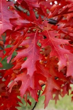 Scarlet Oak Tree (Quercus Coccinea) - 3 Gallon Pot 11 Scarlet Oak Tree (Quercus Coccinea) - 3 Gallon Pot -SHRUBS and BUSHES Shop quercus coccinea scarlet oak 11