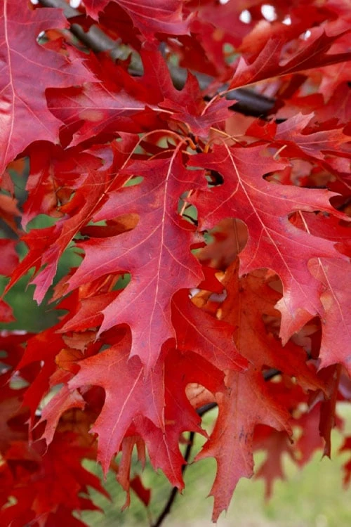 Scarlet Oak Tree (Quercus Coccinea) - 3 Gallon Pot 6 Scarlet Oak Tree (Quercus Coccinea) - 3 Gallon Pot - Image 4