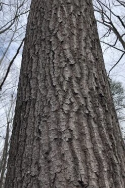 Scarlet Oak Tree (Quercus Coccinea) - 3 Gallon Pot 12 Scarlet Oak Tree (Quercus Coccinea) - 3 Gallon Pot -SHRUBS and BUSHES Shop quercus coccinea scarlet oak bark trunk 11