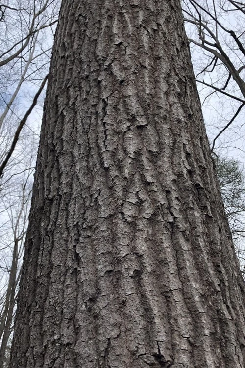 Scarlet Oak Tree (Quercus Coccinea) - 3 Gallon Pot 7 Scarlet Oak Tree (Quercus Coccinea) - 3 Gallon Pot - Image 5