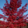 Scarlet Oak Tree (Quercus Coccinea) - 3 Gallon Pot 1 Scarlet Oak Tree (Quercus Coccinea) - 3 Gallon Pot -SHRUBS and BUSHES Shop quercus coccinea scarlet oak tree 3