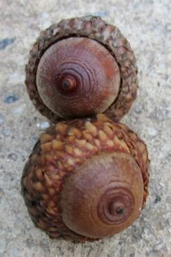 Scarlet Oak Tree (Quercus Coccinea) - 3 Gallon Pot 13 Scarlet Oak Tree (Quercus Coccinea) - 3 Gallon Pot -SHRUBS and BUSHES Shop quercus coccinea scarlet oak tree acorns