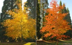 Willow Oak Tree (Quercus Phellos) - 1 Gallon Pot -SHRUBS and BUSHES Shop quercus phellos willow fall leaf color 1