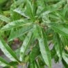 Willow Oak Tree (Quercus Phellos) - 1 Gallon Pot 1 Willow Oak Tree (Quercus Phellos) - 1 Gallon Pot -SHRUBS and BUSHES Shop quercus phellos willow leaves 1