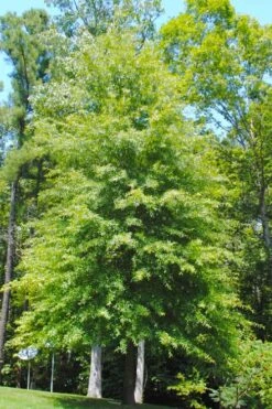 Willow Oak Tree (Quercus Phellos) - 1 Gallon Pot -SHRUBS and BUSHES Shop quercus phellos willow oak tree 1