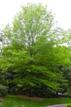Willow Oak Tree (Quercus Phellos) - 1 Gallon Pot -SHRUBS and BUSHES Shop quercus phellos willow oak tree 2