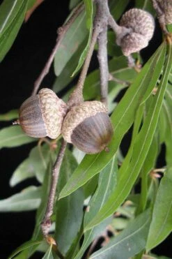 Willow Oak Tree (Quercus Phellos) - 1 Gallon Pot -SHRUBS and BUSHES Shop quercus phellos willow oak tree acorn nut