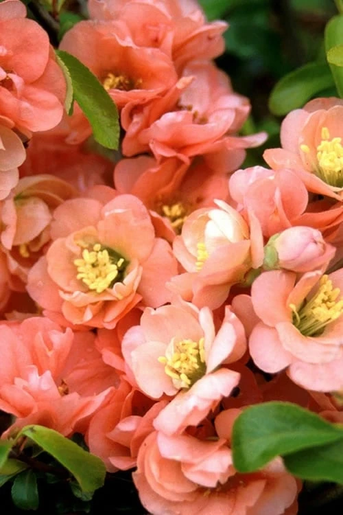Cameo Flowering Quince - 3 Gallon Pot 6 Cameo Flowering Quince - 3 Gallon Pot - Image 4