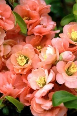 Cameo Flowering Quince - 1 Gallon Pot -SHRUBS and BUSHES Shop quince cameo bloom
