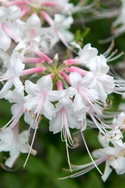 White Alabama Native Azalea (Rhododendron Alabamense) - 3 Gallon Pot -SHRUBS and BUSHES Shop rhododendron alabamense alabama native azalea 3