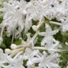 White Alabama Native Azalea (Rhododendron Alabamense) - 3 Gallon Pot -SHRUBS and BUSHES Shop rhododendron alabamense alabama native azalea 5