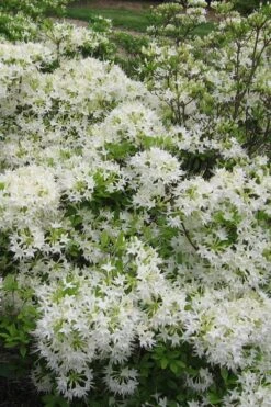 White Alabama Native Azalea (Rhododendron Alabamense) - 3 Gallon Pot -SHRUBS and BUSHES Shop rhododendron alabamense alabama native azalea 6